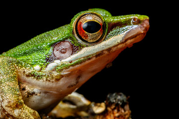 Close-up of Copper-cheeked Frog Eye