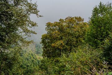 Foggy forest with green trees in Qabala Azerbaijan