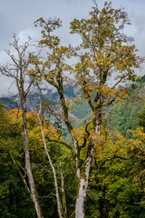 Tall autumn trees in Qabala forest Azerbaijan