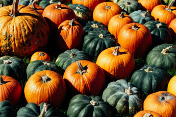 Colorful Harvest Display of Pumpkins Outdoors, symbolizing harvest season, autumn, and Thanksgiving.