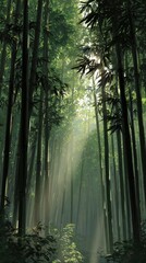 Obraz premium Serene Bamboo Forest Path, Soft Light Misty Atmosphere.