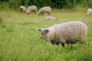 Obraz premium Sheep grazing on green meadow in springtime countryside. Farm animal eating fresh grass outdoors.