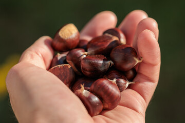 mano di uomo adulto caucasico che regge delle castagne mature