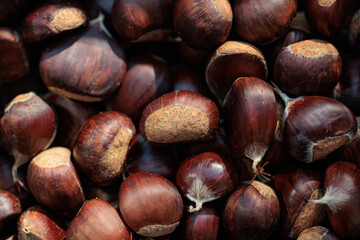 vista macro di un raccolto di castagne mature di grandi dimensioni in autunno