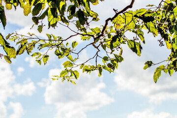 yellow leaves and blue sky