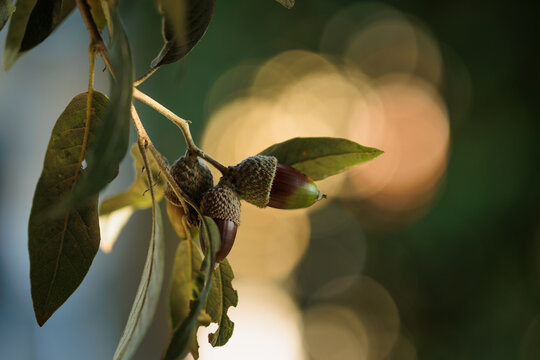 vista macro di foglie e ghiande di leccio, di giorno, in autunno