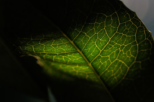 vista macro di un punto di luce che si concentra ed illumina in controluce le venature ed i dettagli di una parte di una foglia verde