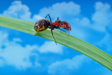 Red wood ant Formica rufa on green leaf with blue sky background