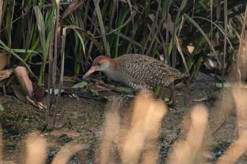 Slaty-breasted Rail or Lewinia striata foraging in wetlands at Thane Maharashtra