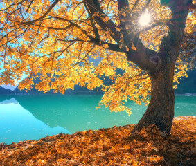 Autumn landscape with tree covered in golden leaves on the shore of turquoise lake in Switzerland. Bright sunlight shines through branches, fallen orange and red leaves cover the ground in fall