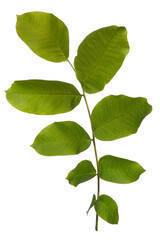 Naklejka premium High-quality isolated green branch with fresh spring and summer leaves on transparent background