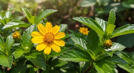 Yellow Flowers in Garden.