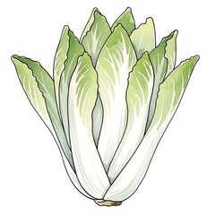Fresh Chicory Salad Vegetable.