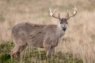 White-tailed deer stag in the páramo grasslands of Ecuador
(A natural portrait of a male white-tailed deer with antlers, photographed in high-altitude páramo habitat, Antisana National Park, Ecuador.)