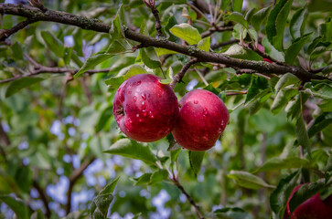 Ripe red "Katya" apples on a branch after rain in the garden.