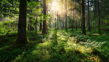 Naklejka premium Deep Forest With Lush Green Plants Enlightened By Mysterious Light And Flares
