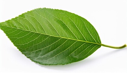 Branch Of Green Leaf Isolated On White