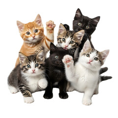 A group of six adorable kittens posing together on a white background.