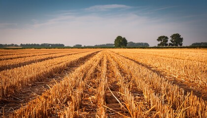 Close Up Of A Dutch Wheat Stubble Field Immediately After The Wheat Harvest