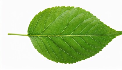 Obraz premium Tree Green Leaf Isolated On Transparent Background