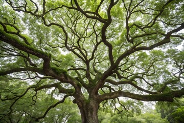 Obraz premium Looking up at the canopy of a large tree with many branches and green leaves