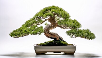 Bonsai Tree In A Round Square Shape Vase Bonsai In A Vase Isolated White Background