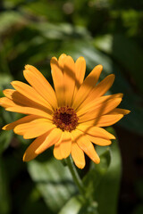 Marigold in garden in Potzbach, Germany