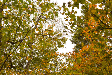 Colorful autumn leaves