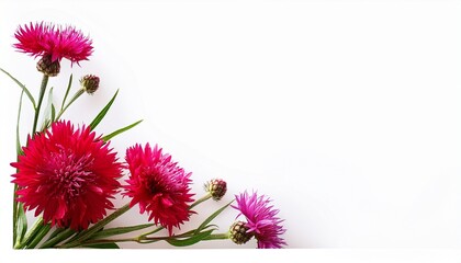 Red Knapweed Flowers In A Corner Floral Arrangement Isolated On White Or Transparent Background