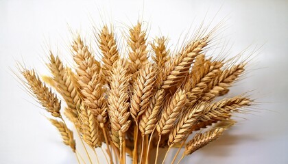 Golden Wheat Ears Isolated On Transparent Background Ripe Cereal Spikes Agriculture Crop Symbol Organic Grain Harvest Illustration Natural Farm Food Bakery Ingredient Organic Flour Bread Beer