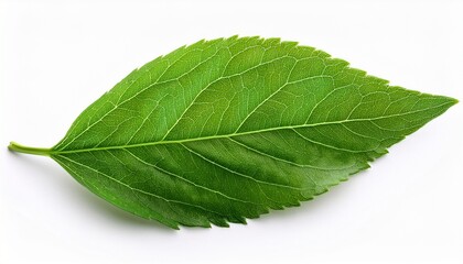 Close Up Of Green Plant Branch With Lush Leaves Isolated On White Background Perfect For Nature Eco And Organic Themes