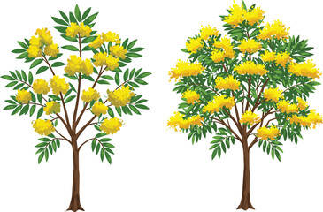 Tree illustration comparing sparse and dense yellow-flowered foliage for botanical, seasonal, decorative, and educational nature-themed design applications.
