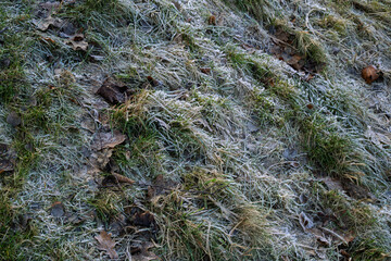 Close-up of frosted grass with dry autumn leaves on the ground in cold morning light.