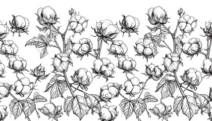 Detailed black and white cotton plant graphic