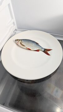 ein Fisch (Rotfeder) auf einem Teller in einem ansonsten leeren K&uuml;hlschrank 