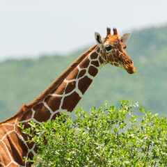 A Reticulated Giraffe (Giraffa reticulata) walking and feeding in the savannah of Samburu National Reserve, Kenya 