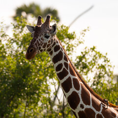 A Reticulated Giraffe (Giraffa reticulata) walking and feeding in the savannah of Samburu National Reserve, Kenya 