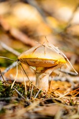 Close-up of a vibrant mushroom with a yellow cap growing among fallen leaves and pine needles, showcasing the beauty of nature and forest ecosystem