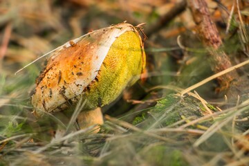 Close-up of a wild mushroom with a textured cap and vibrant colors, nestled among dry grass and fallen leaves, showcasing the beauty of nature's fungi