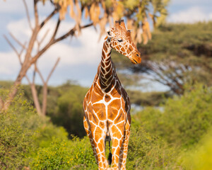 A Reticulated Giraffe (Giraffa reticulata) walking and feeding in the savannah of Samburu National Reserve, Kenya 