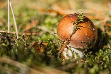 Brown mushroom growing amidst lush green moss and fallen leaves, showcasing the beauty of nature in a forest environment, highlighting the delicate ecosystem and natural textures