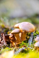 Group of wild mushrooms growing on forest floor, surrounded by vibrant green moss and fallen leaves, showcasing the beauty of nature and biodiversity in a serene environment