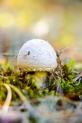 White mushroom growing in lush green moss, surrounded by soft blurred foliage, showcasing the beauty of nature and the delicate ecosystem of the forest floor