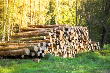 Stack of freshly cut logs resting on green grass in a sunlit forest, surrounded by trees, showcasing natural materials and the beauty of timber harvesting