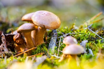Group of mushrooms growing on forest floor, surrounded by vibrant green moss and fallen leaves, showcasing the beauty of nature and biodiversity in a serene environment