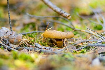 Brown mushroom growing in a forest floor surrounded by pine needles, twigs, and moss, showcasing the beauty of nature and the ecosystem's diversity