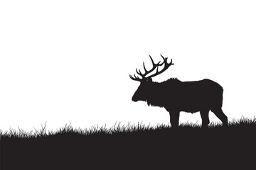 wild animal silhouette 