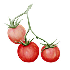  A branch with small red tomatoes. Green leaves. Botanical illustration. Ripe vegetables. Watercolor, hand-drawn. Isolated from the background.