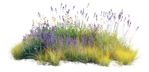 PNG Lavender flower grass vegetation.
