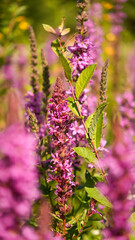 Naklejka premium field of purple flowers Lythrum salicaria